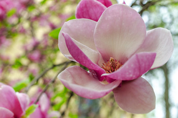 Magnolia flowers on the tree.