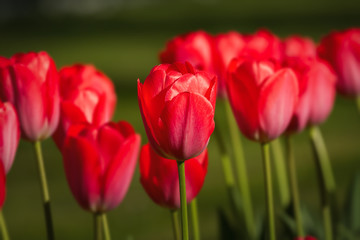 Beautiful red tulips in the garden at springtime