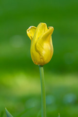 Beautiful yellow tulips in the garden at springtime