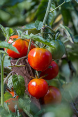 Ripe red tomatoes in the garden at summer