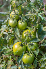 Green raw tomatoes in the garden