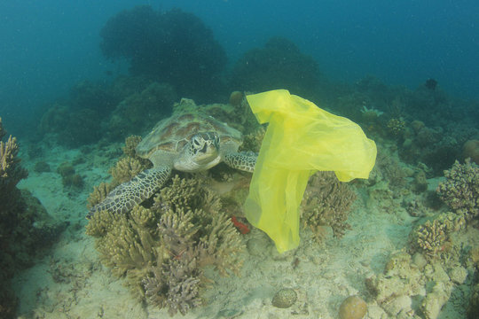 Plastic pollution in ocean. Turtles can mistake carrier bags for jellyfish and try to eat them