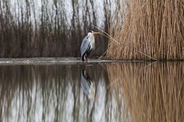 beautiful grey heron fishing on a lake - wildlife in its natural habitat