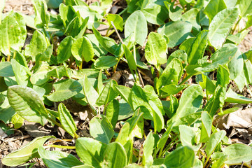 healthy organic baby spinach growing in the garden