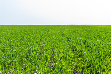 Obraz premium young wheat field on sunny day in spring
