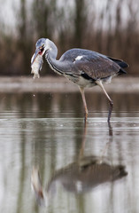 beautiful grey heron fishing on a lake - wildlife in its natural habitat