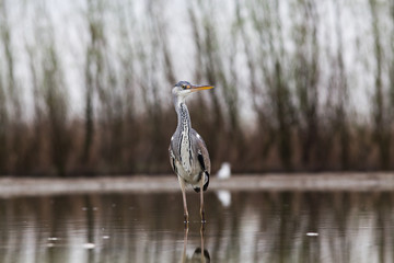 beautiful grey heron fishing on a lake - wildlife in its natural habitat