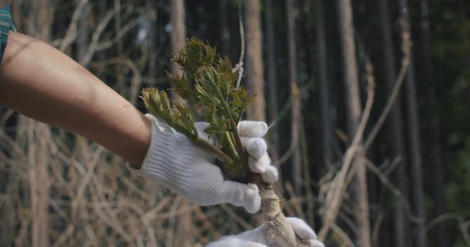 山菜採り　たらの芽