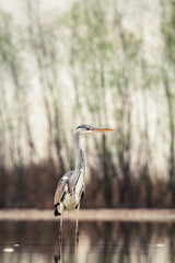 beautiful grey heron fishing on a lake - wildlife in its natural habitat