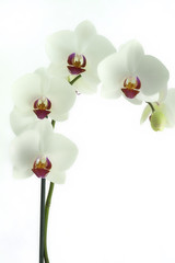 Obraz premium Flower orchids