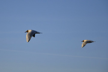 Gulls flying over the water. Seagull symbolizes rapid growth and development