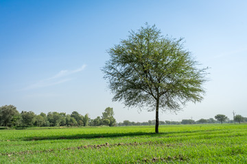 Isolated tree in field captured near Rajasthan, India.