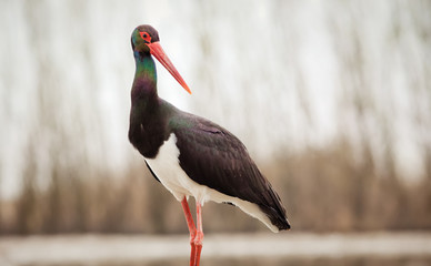 beautiful black stork fishing on a lake