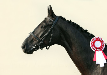 Prizewinning black race horse with the rosette