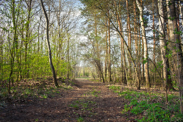 Wiosna w lesie © Mariusz Stoszewski