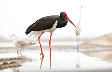 beautiful black stork fishing on a lake