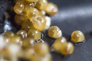 caviar of yellow snails