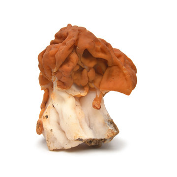 False morel mushroom