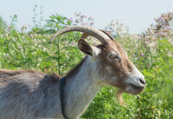 dark brown goat on the summer meadow