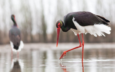 beautiful black stork fishing on a lake © Melinda Nagy