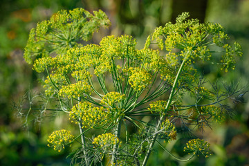 Yellow flowers of dill (Anethum graveolens). Close up.