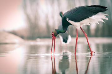 beautiful black stork fishing on a lake