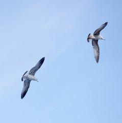 a seagull in the sky