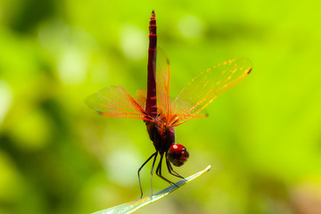 dragonfly