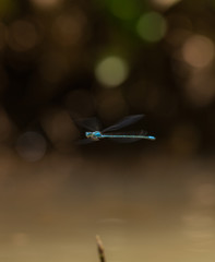dragonfly