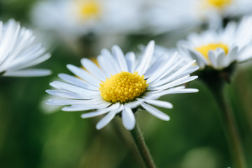 Fototapeta premiumBeautiful white daisy flower in the garden