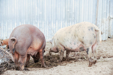Fototapeta na wymiar Curious young pigs of Duroc's breed in yard. Concept of small swine farms in southern Russia