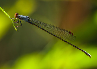 dragonfly