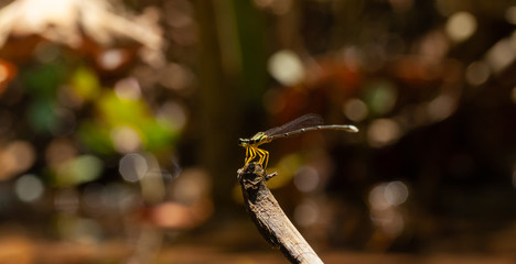 dragonfly
