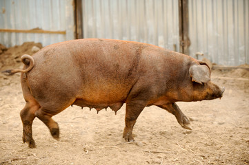 Big swine of Duroc's breed in yard. Concept of small pig farms in southern Russia