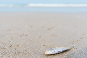Dead fish on the beach.Thailand.