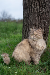 Naklejka na ściany i meble Cute cat sitting in a park near a tree. Portrait of a cat outdoors