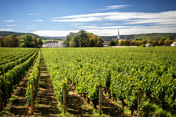 Fototapeta na wymiar Borgogna, Montrachet. Chateau de Meursault. Cote d'Or. France