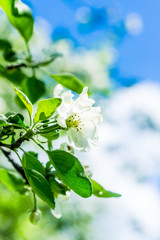 Branch of a beautiful blossoming apple tree on a background of blue sky