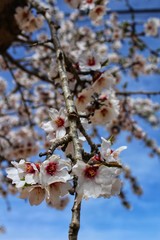 Almond trees in bloom under blue sky