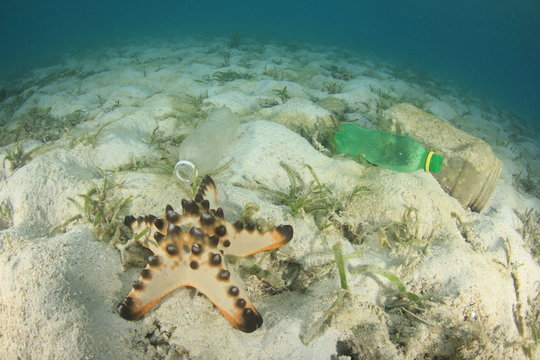 Plastic water bottles discarded in ocean pollute coral reef