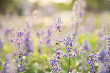 Blue Salvia Flowers