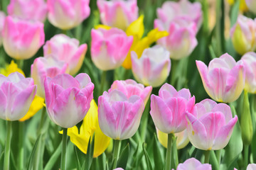 美しいチューリップの花