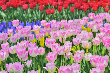 美しいチューリップの花