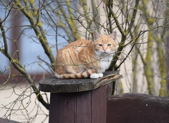 rudy kot siedzący na murze