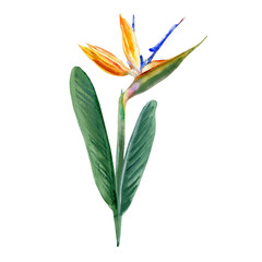 Obraz premium Bird of paradise flower Strelitzia reginae, crane flower hand drawn botanical illustration isolated on white backdrop exotic tropical plant Strelicia for design cosmetic, greeting card, wedding invite