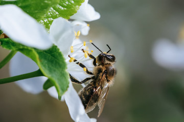 Springtime in orchard - blooming plum tree