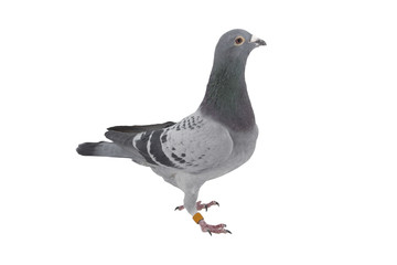 close up of speed racing pigeon bird isolate white background
