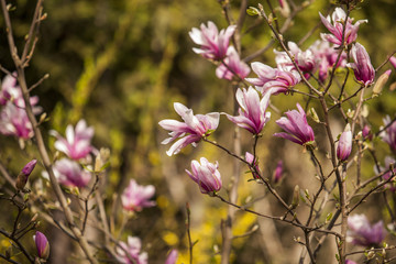 Różowy kwiat  © Rafal Kucharek