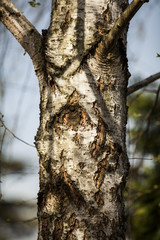 Wierzba  © Rafal Kucharek