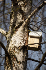 Domek dla ptaków na drzewie  - obrazy, fototapety, plakaty
